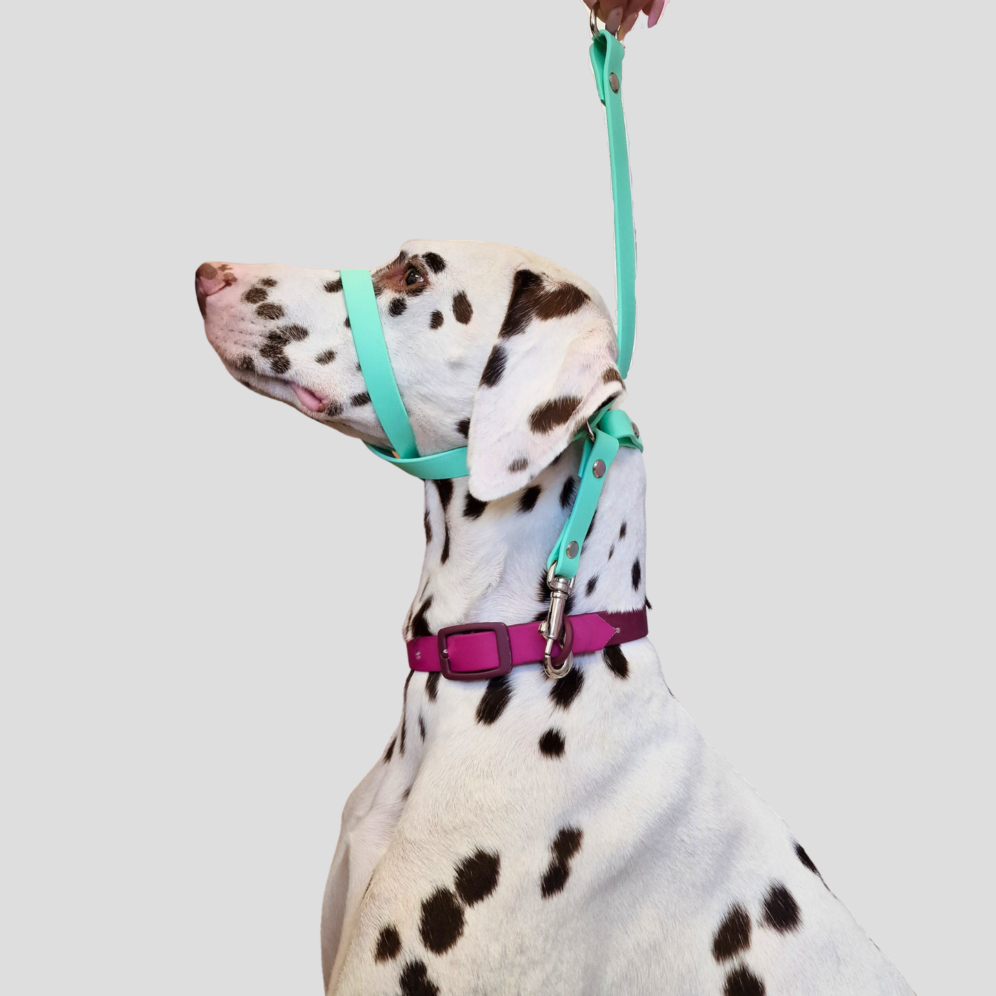 Patch&PopsBoutique Figure 8 Dog Collar - BioThane